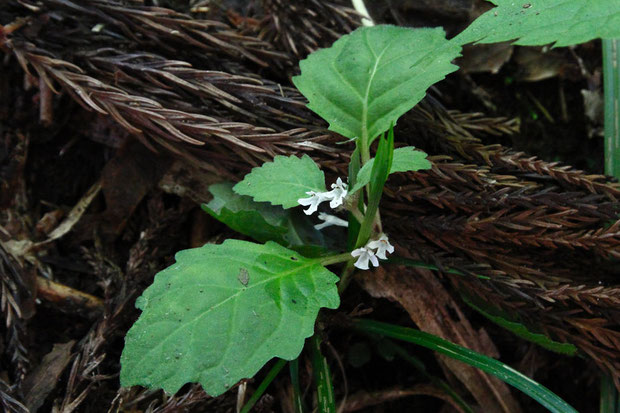 シロバナニシキゴロモ (白花錦衣)　シソ科 キランソウ属