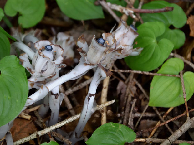 ギンリョウソウ (銀竜草)　ツツジ科 ギンリョウソウ属　　菌根菌に寄生する菌従属栄養植物