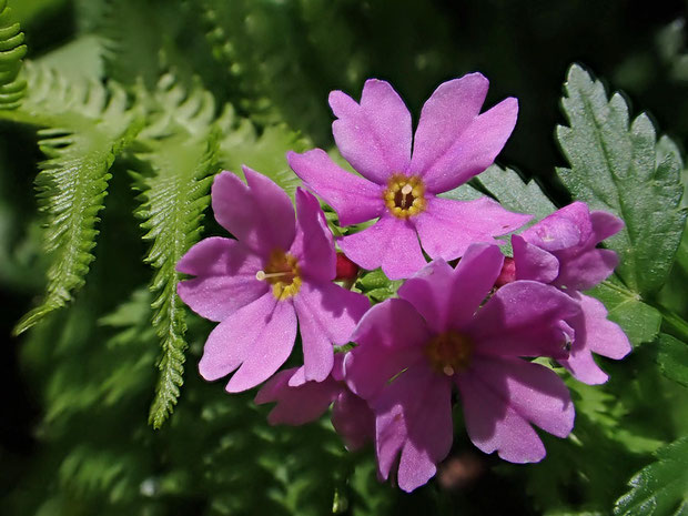 オオサクラソウにも長花柱花と短花柱花があるようだ。　この花は花柱が飛び出している長花柱花