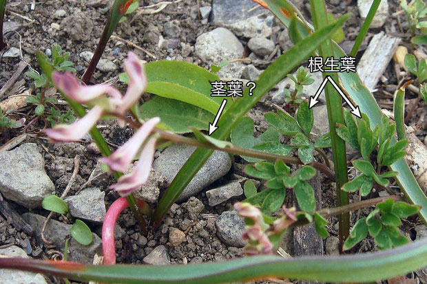 ＃３　ジロボウエンゴサクの根生葉と茎葉？　　2008.03.23　埼玉県さいたま市　alt=7m