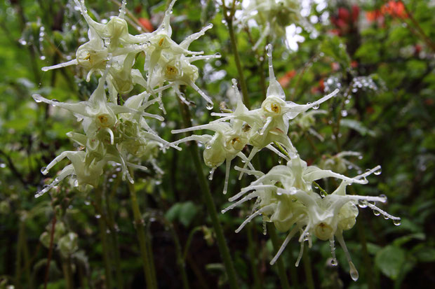 キバナイカリソウの花は、クリーム色。　とっても不思議な形です。