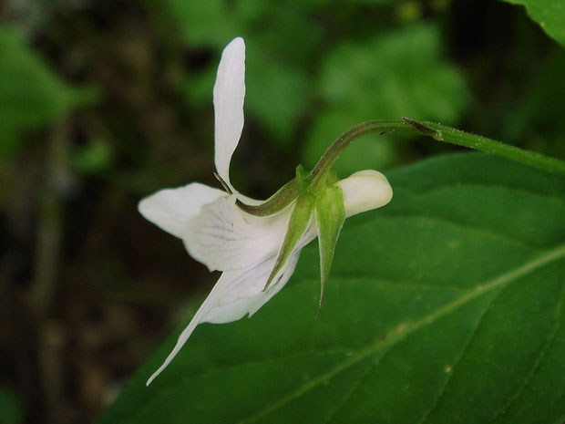 タデスミレの花　側面