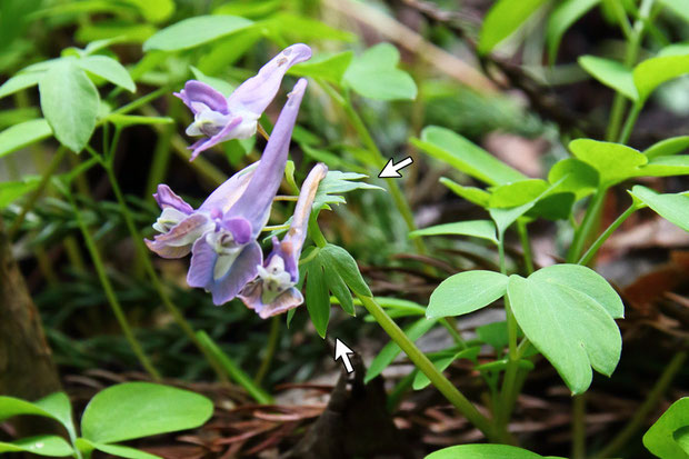 ＃９　ヤマエンゴサクの苞には切れ込みがある（矢印部）　　　2012,04.29　長野県北部　alt=470m