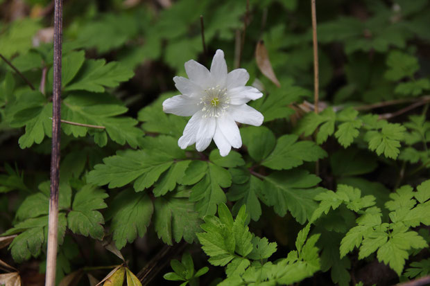 キクザキイチゲ (菊咲一華)　キンポウゲ科 イチリンソウ属　　花糸は基部まで白い