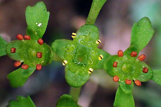 イワネコノメソウ　　花の径は3〜4mm。萼裂片は緑色で平開。裂開直前の葯は橙赤色であるのが特徴