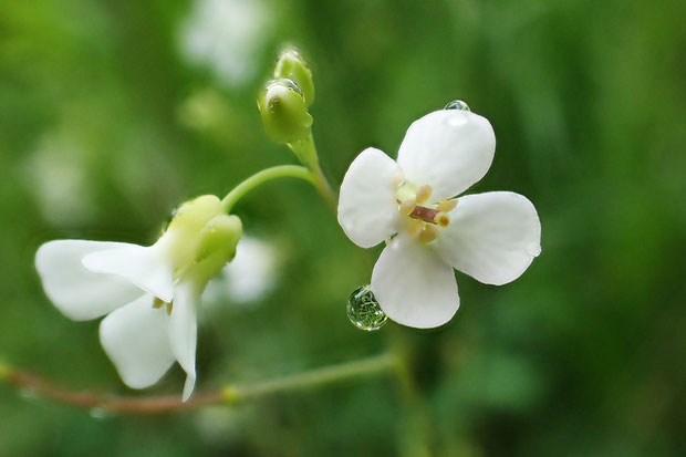 ミヤマハタザオの花　　今まで亜高山帯でしか見たことがなかった