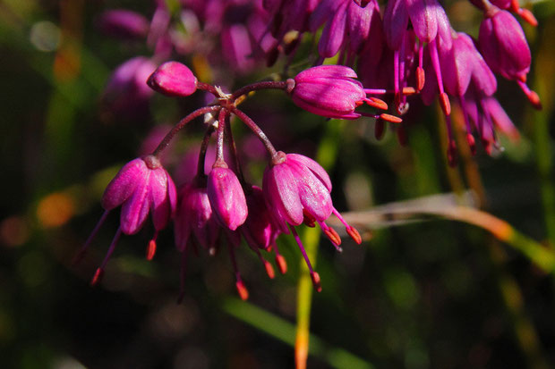 キイイトラッキョウの花冠は鮮やかな紅紫色、葯はオレンジ色