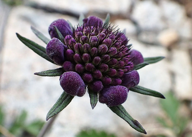 タカネマツムシソウの蕾　面白い姿　開花した花もこの色に近かった