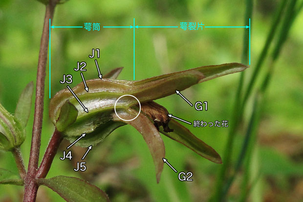 ＃７　クチナシグサの萼筒の条（J）と萼裂片（G）の様子