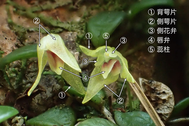 ＃１３　マメヅタランの花の構造（背萼片、側花弁、側萼片、唇弁、蕊柱）