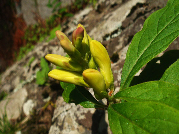 カキノハグサの蕾　　この状態だとあとどれくらいで開花するのだろう？