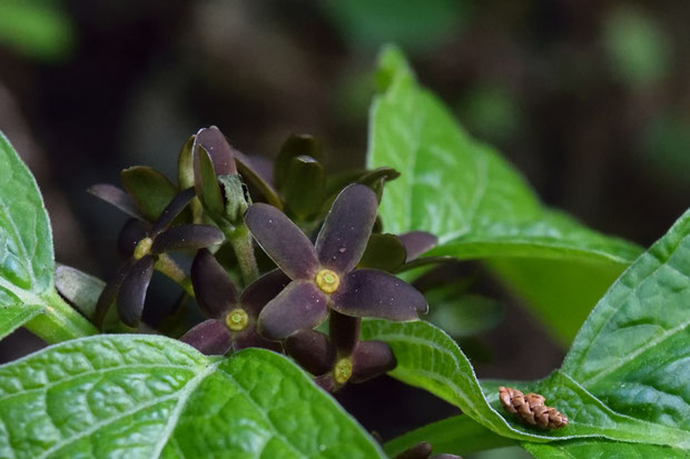 タチガシワの花　こんな色もシブくていいネ