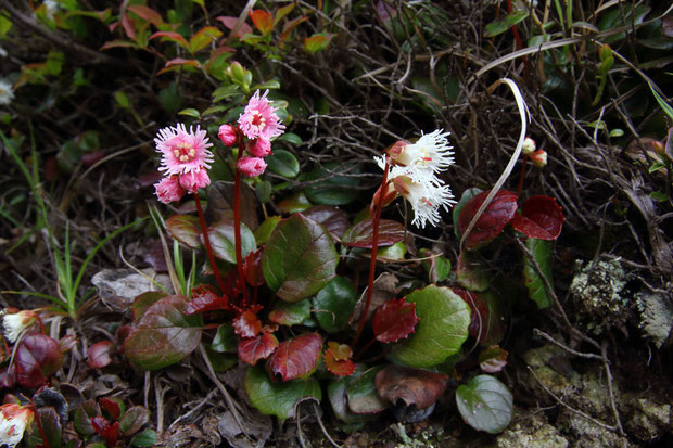 淡紅色の花は大きさや葉の形状がヒメイワカガミと同じ。関東地方北部にもこのような花色が存在する？