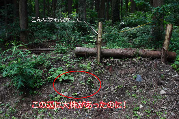 ここを知る人は多いと思います。　ツチアケビがいた場所には、どっさり土が盛られてしまっていた