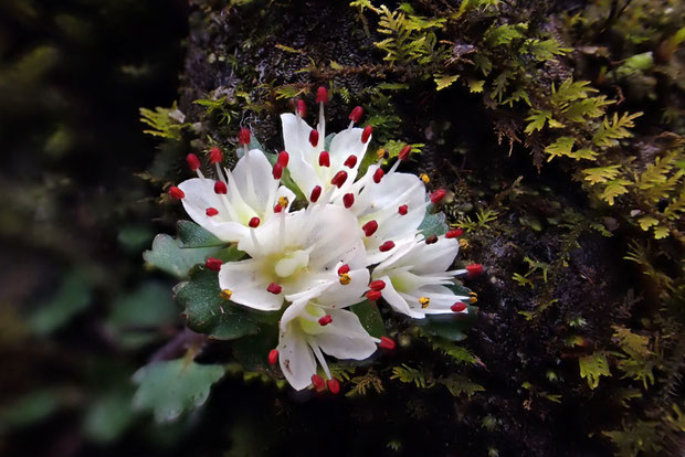 まだ葯を残しているハナネコノメがあった。　花粉は黄色