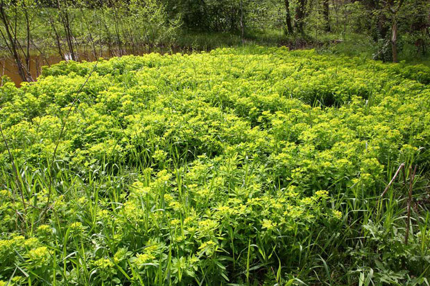 ノウルシの群生　　埼玉では4月初旬にはこれくらいになっていた。 新潟は少し花が遅く、２度楽しめた！