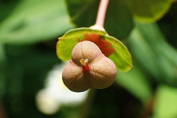 センダイタイゲキの花柱は3個、蒴果も3裂しています。　表面に細かなまだら模様はありますが、凹凸はなく滑らかです