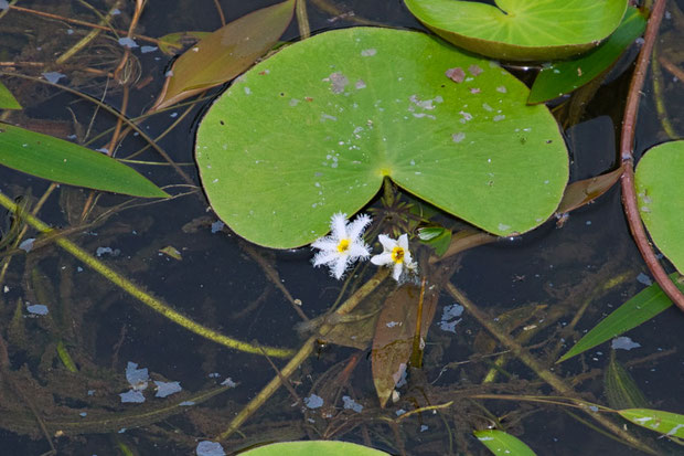 ガガブタ (鏡蓋)　ミツガシワ科 アサザ属　　花はそろそろ終わり