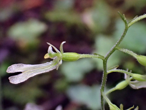 タカネフタバラン　花柄・子房にねじれはないようです。　茎や花柄には微毛が生えていた。