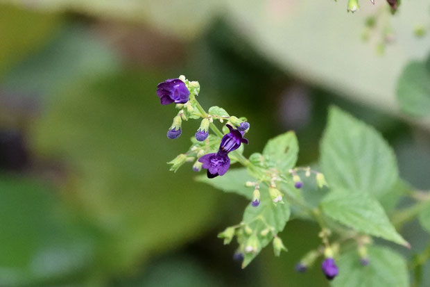 クロバナヒキオコシ (黒花引起）　シソ科 ヤマハッカ属　　終盤の残り花