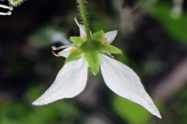 ハルユキノシタの花の背面