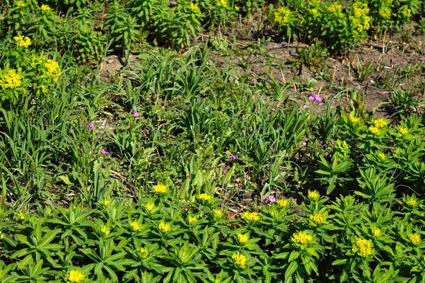 遠目ではあるが、それでも草体も花も小さいとわかる