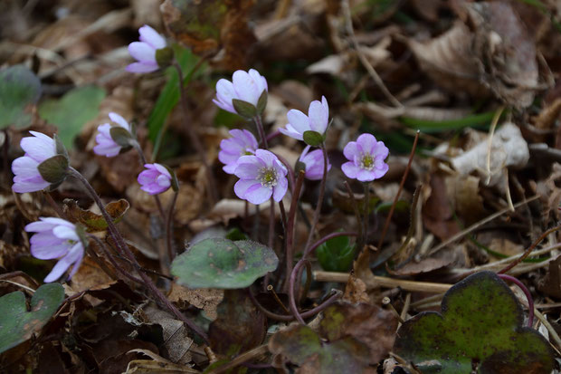 白色ばかりでつまらないので、色がついた花を探して歩く