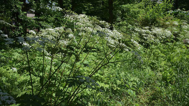 ハナウド (花独活)　セリ科 ハナウド属　日本固有種