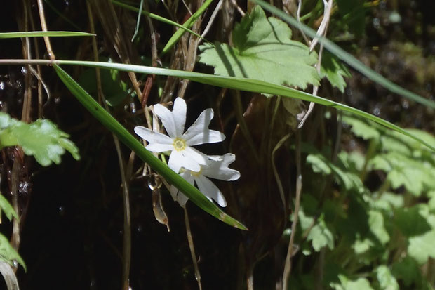 シロバナクモイコザクラ　どんな植物でも白花品種はレアなものだが、ここの白花率は高いように思えた。　15％位か？