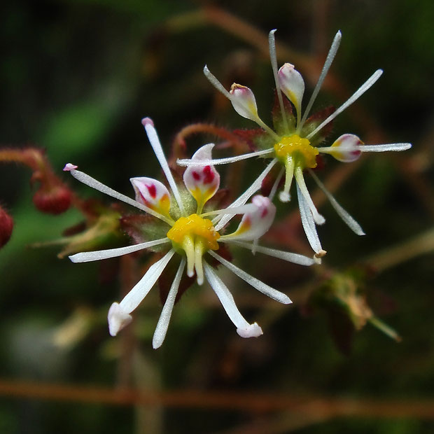 ユキノシタのように下側の2個の花弁が大きくならず、放射状に輝く星のように見えることが名の由来です