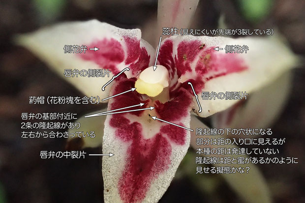 マヤランの花の構造：唇弁はごく浅く3裂する。　唇弁基部付近に2条の隆起があり左右から合わさる