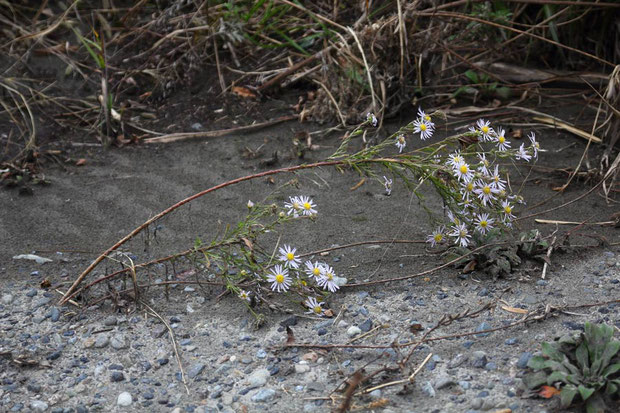 かわいそうな姿にも見えますが、定期的な環境の撹乱は、この植物にとって必要なことだそうです