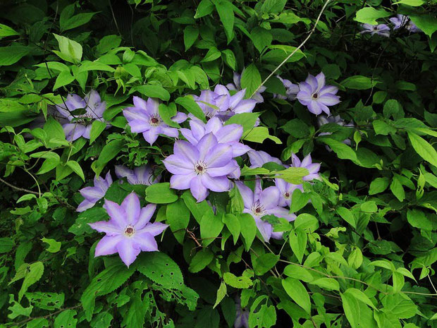 写真15　2010.05.29　群馬県 川原湯温泉