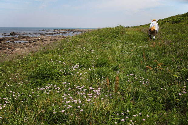 海岸近くの土砂が堆積した場所に、アサツキが群生していた