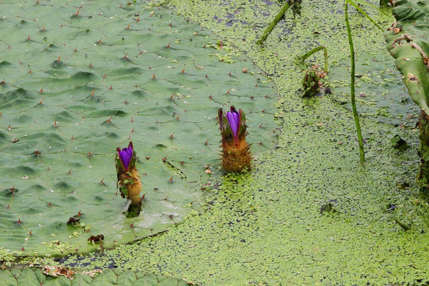 開花直前の花　葉を突き破って出てくることも珍しくない