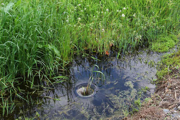 保全地には絶えず新鮮な水が導かれ、数ヶ所にあるこのような排水口で、水位が一定に保たれていた