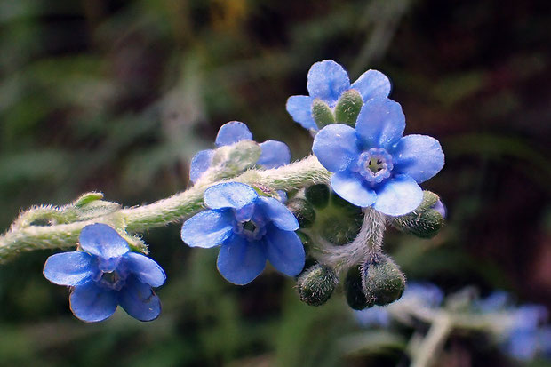 オオルリソウの花序　上向きの毛が密生します