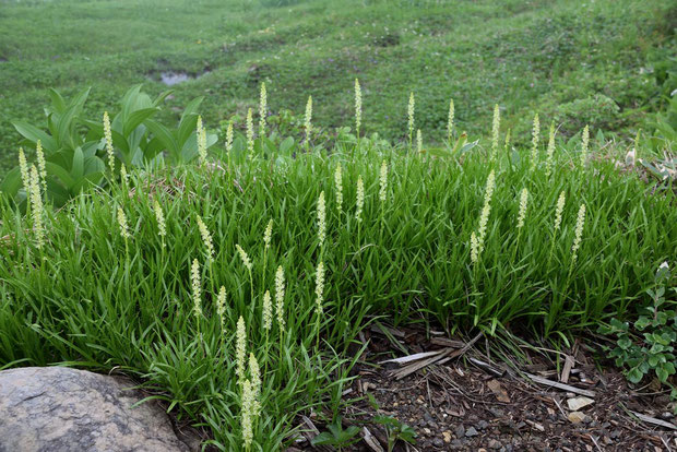 オゼソウ (尾瀬草)　サクライソウ科 オゼソウ属　　群馬県利根郡　alt=2055m　絶滅危惧Ⅱ類