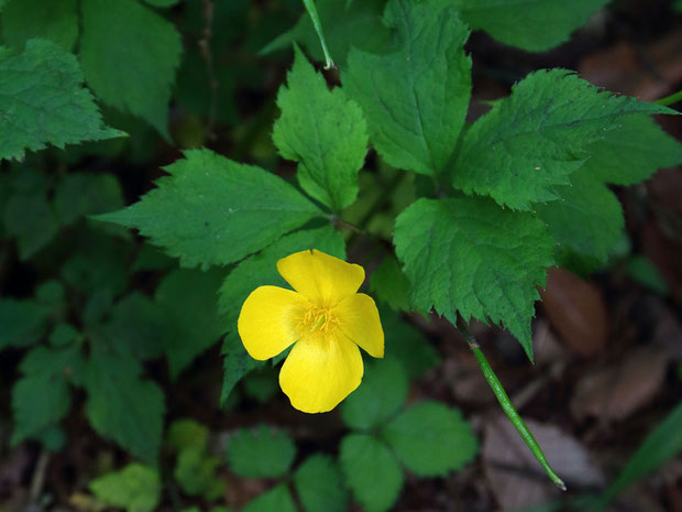 ヤマブキに似ているのでヤマブキソウの名がつきましたが、バラ科のヤマブキは縁遠い植物です