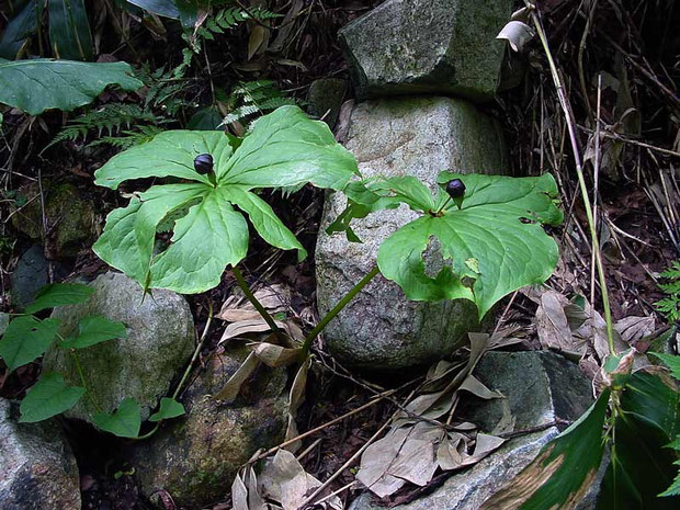 エンレイソウ (延齢草)　果実