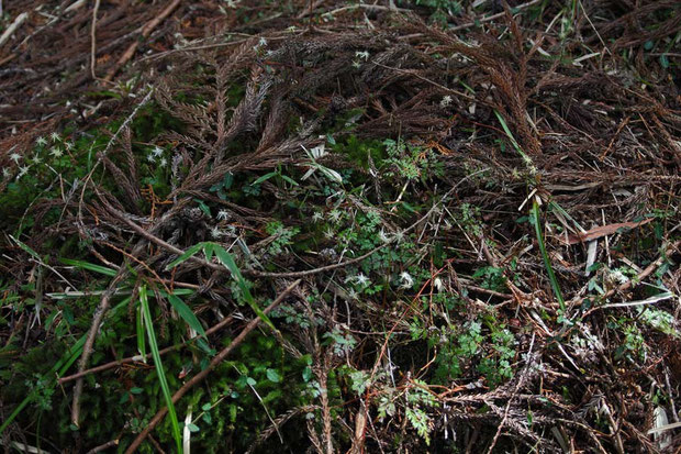 針葉樹林の中から登山道の真ん中まで、とにかくたくさん咲いていました