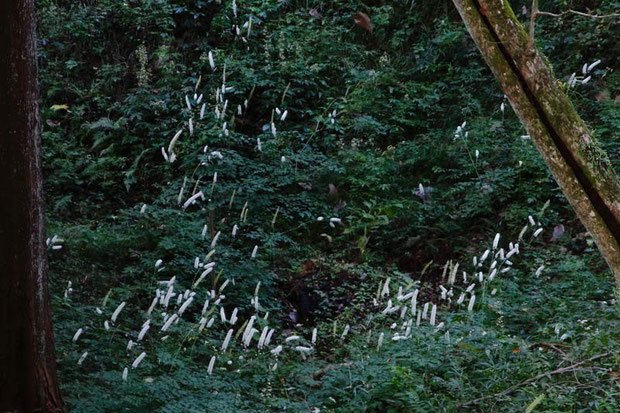 サラシナショウマ (晒菜升麻)　キンポウゲ科 サラシナショウマ属