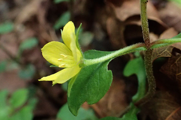 ナガエコナスビの葉は普通は対生だそうです(稀に互生)。　萼、花柄、茎には軟毛が生えていました。