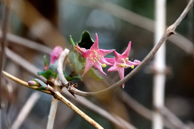 葉とともにウグイスカグラが花を咲かせていた。　本来4〜5月が花期なのですが...？