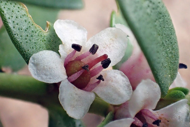 ウミミドリはサクラソウ科の植物ですが花弁はなく、萼片が花弁の役割も担います。　葉は対生し肉厚です