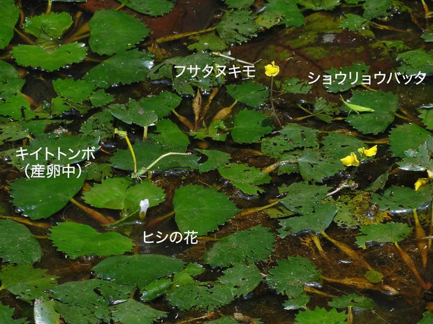 多くの生き物を育む溜池