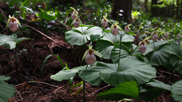 私たちにとっては「野山に自然に咲く花」と信じられることが大事。　人が植えた花には興味を持てない