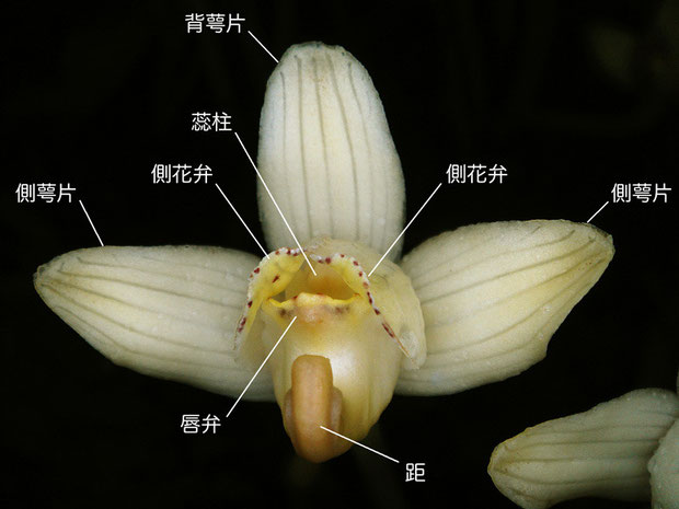 シナノショウキランの花の正面（背萼片、側花弁、側萼片、唇弁、蕊柱、距）