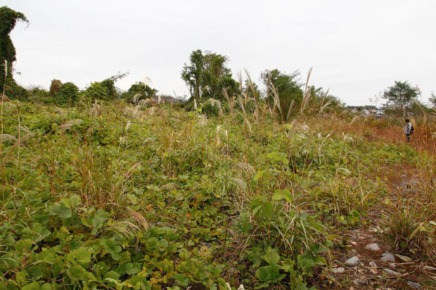 土砂が堆積し、クズやススキ、外来植物がはびこっていた。　カワラノギクの姿が見えない