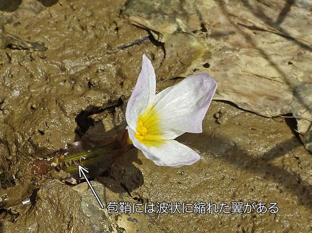 ミズオオバコの苞鞘には波状に縮れた翼がある